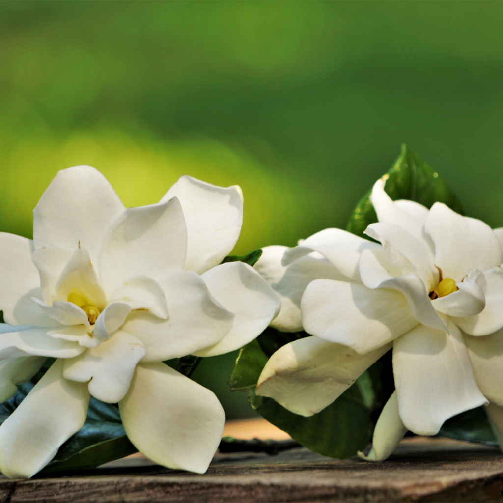 Close-up of Gardenia Flower