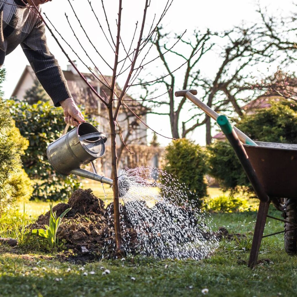 Metal watering pale being poured on the base of a barren, small tree, in ground