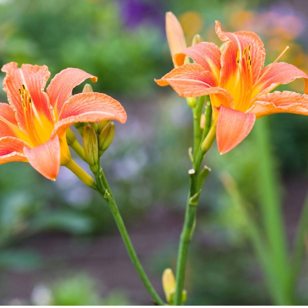 Two orange and yellow daylily flowers with a green, herbaceous stem