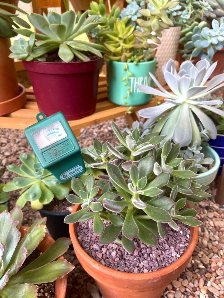 Multiple succulents of various types in terra cotta pots, one moisture meter with its stem inside the soil testing the moisture level
