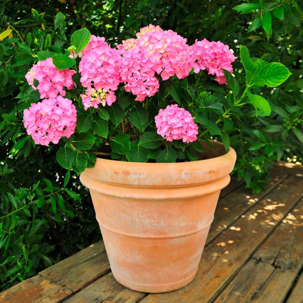Hot-pink hydrangea in full bloom, planted in a lipped terra cotta pot