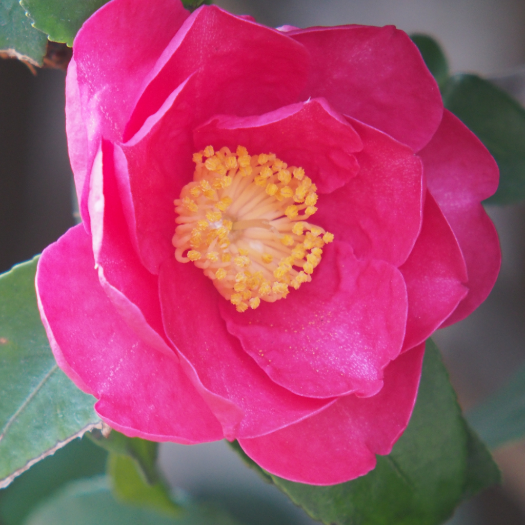 Close-up of Shi Shi Gashira Camellia Sasanqua Flower