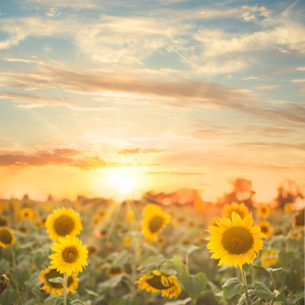 Field of sunflowers with the sunset in the background, a warm summer day