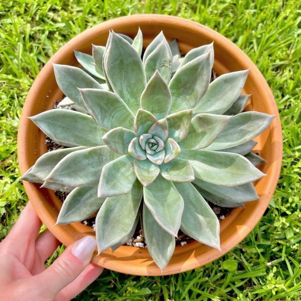 Green Succulent in Terra Cotta pot in the full sun