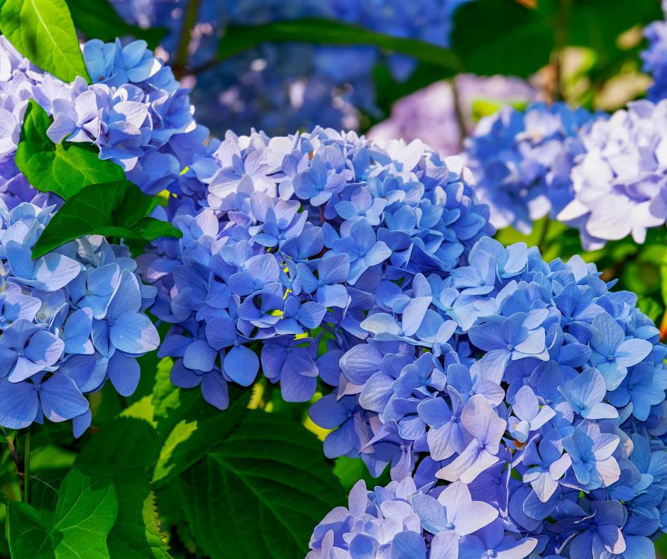 Hydrangea
