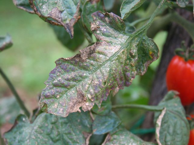 Downy Mildew Disease on Plant Leaves