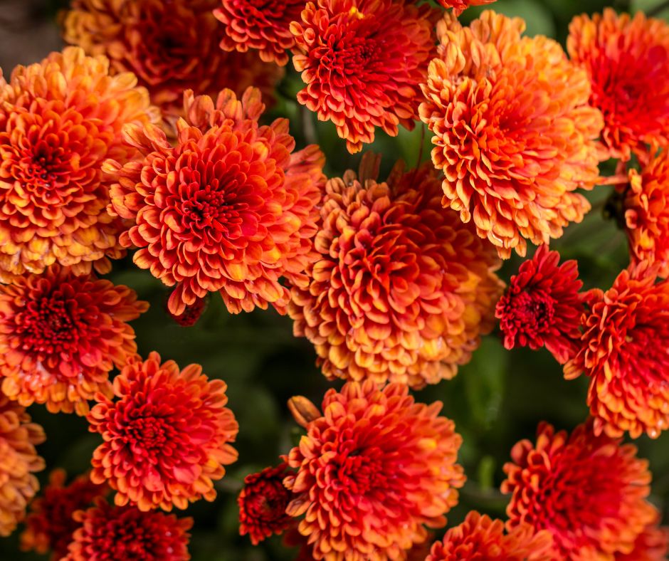 Close-up photo of the reddish-orange blooms of the iconic floral mum