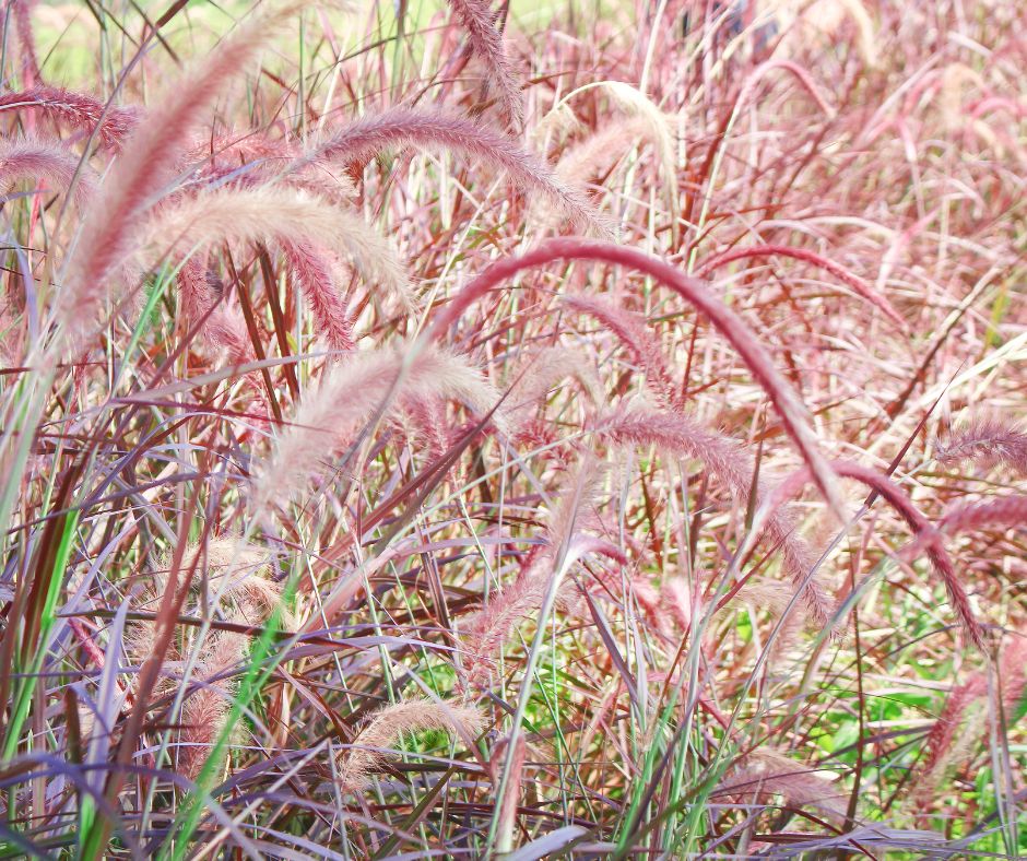 Fountain grass tufts