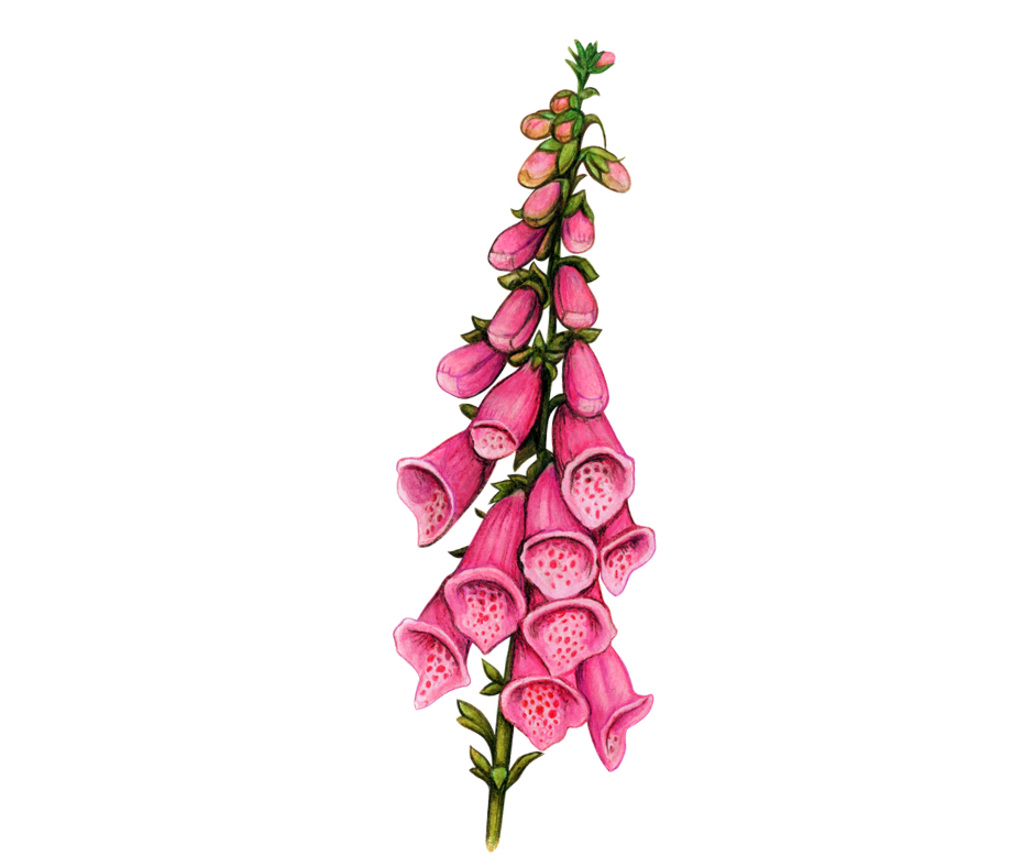 Foxgloves Graphic