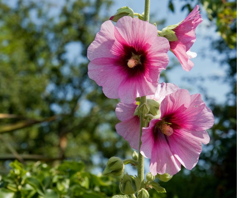 Hollyhock flowers with dark reddish pink center and pale-pink margins