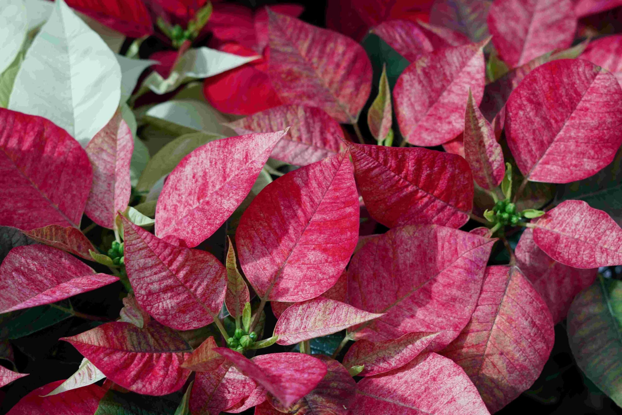 Closeup photo of the striking 'sprinkle' of variegation on the Cinnamon poinsettia plant. Cinnamon poinsettias are a variation of the traditional red & green leafed poinsettia.