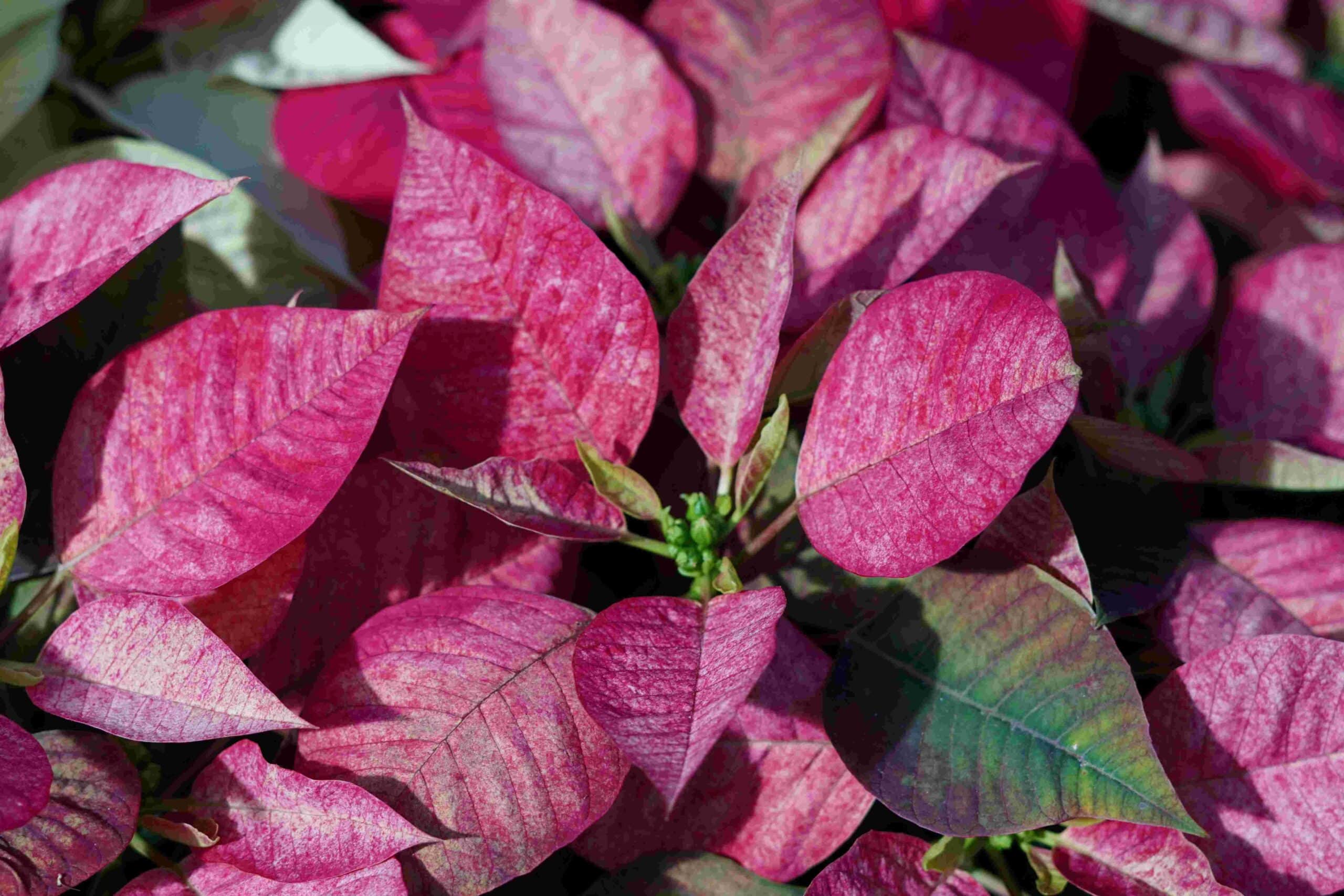 Closeup photo of the striking 'sprinkle' of variegation on the Cinnamon poinsettia plant. Cinnamon poinsettias are a variation of the traditional red & green leafed poinsettia.