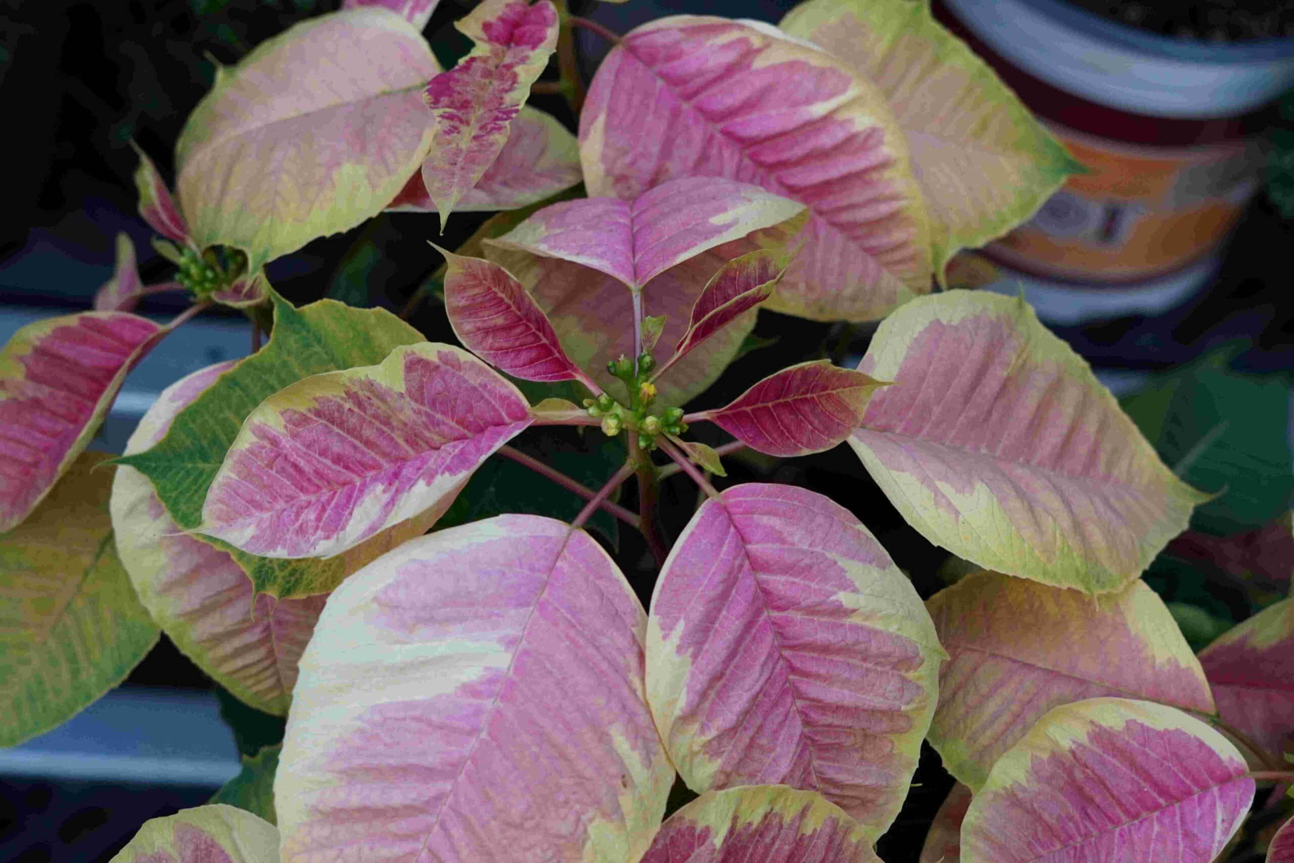 Closeup photo of the striking, multi-color (dark green, light green, yellow margins, dark pink, light purple) foliage of the Marble poinsettia plant. Marble poinsettias are a variation of the traditional red & green leafed poinsettia.