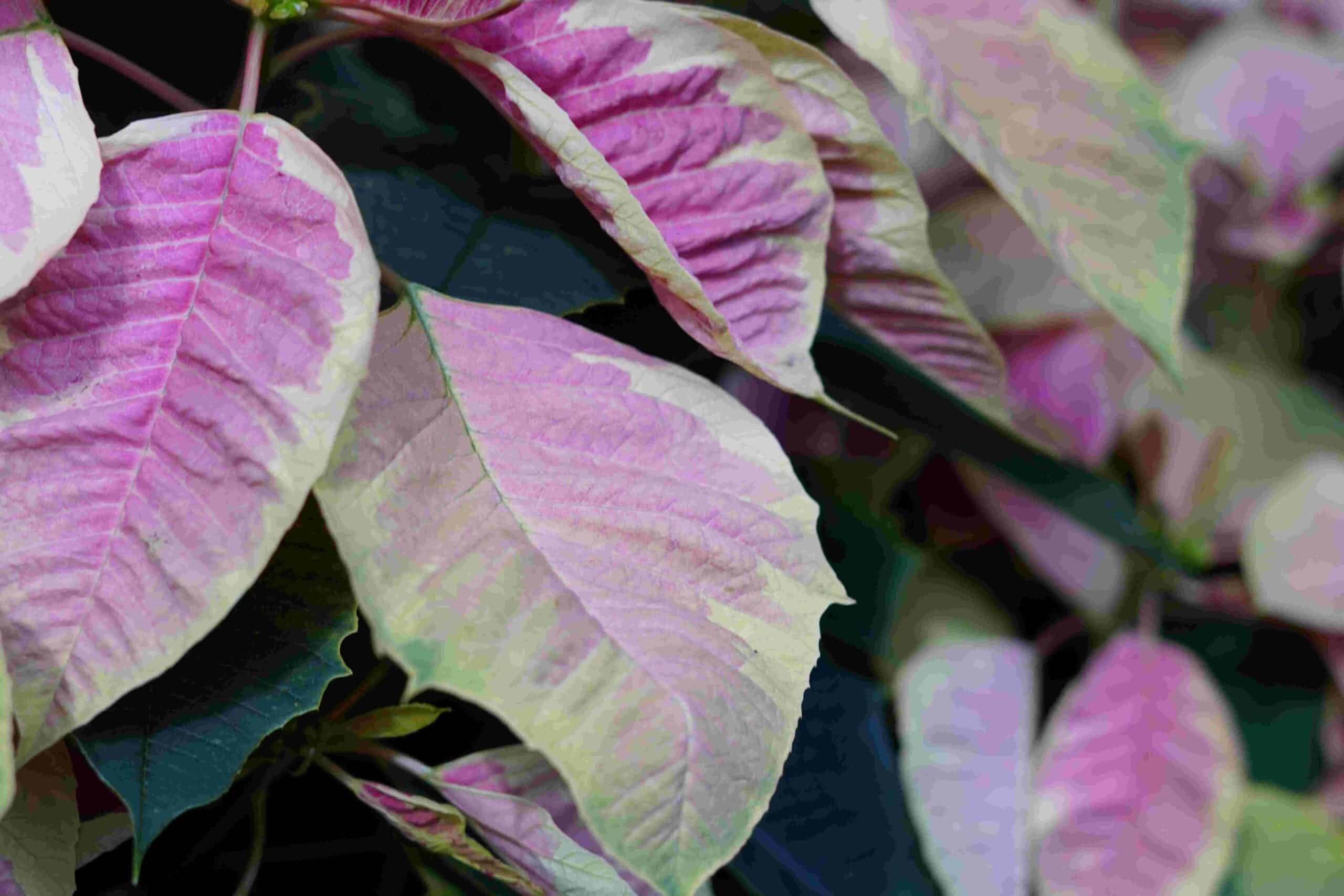 Closeup photo of the striking, multi-color (dark green, light green, yellow margins, dark pink, light purple) foliage of the Marble poinsettia plant. Marble poinsettias are a variation of the traditional red & green leafed poinsettia.