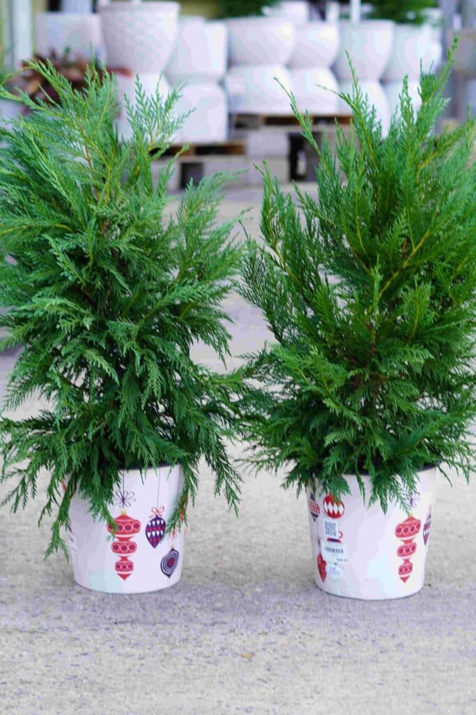 Leyland Cypress Plants