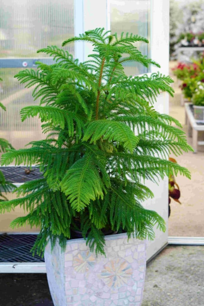 Norfolk Pine tree in a pot