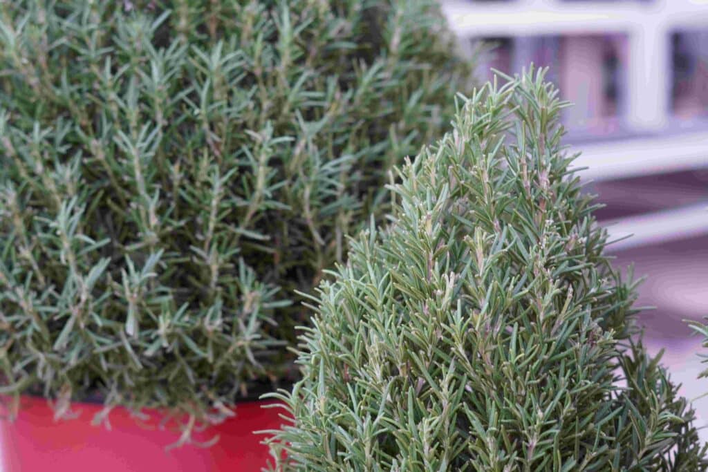 Rosemary Cones Closeup