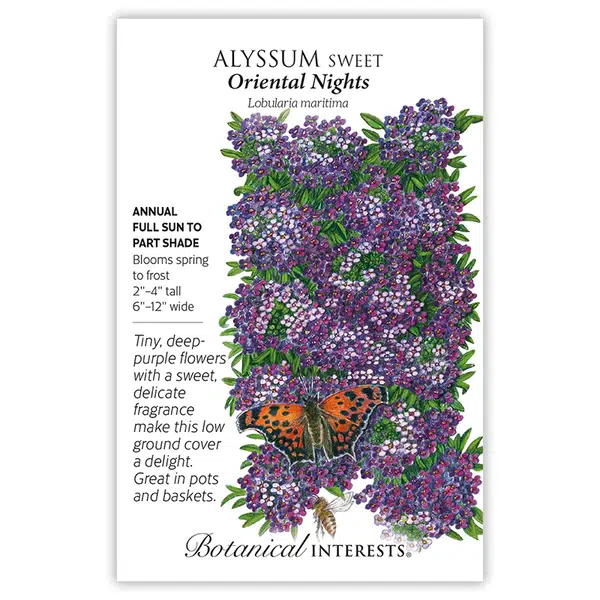 Sweet Oriental Nights Alyssum