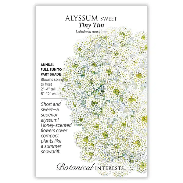 Tiny Tim Sweet Alyssum