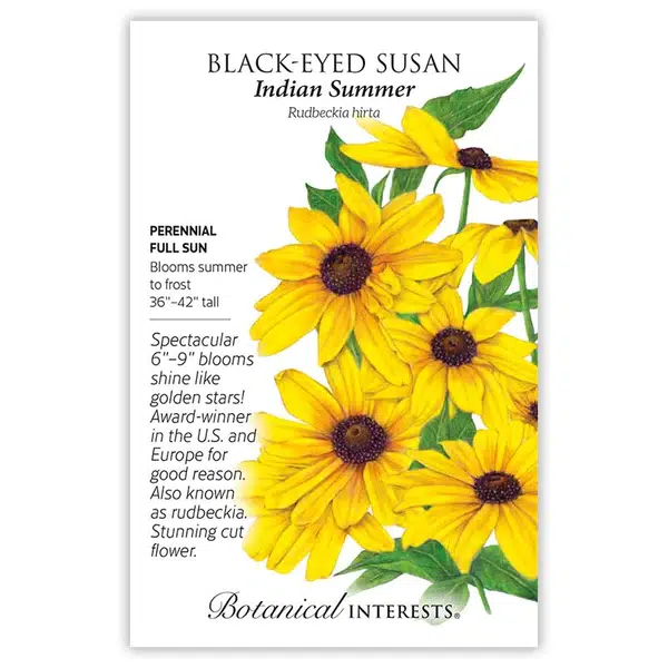 Indian Summer Black Eyed Susan