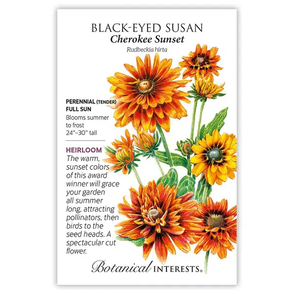 Cherokee Sunset Black Eyed Susan