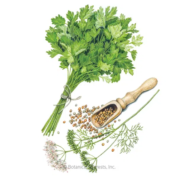 Cilantro Seed packet