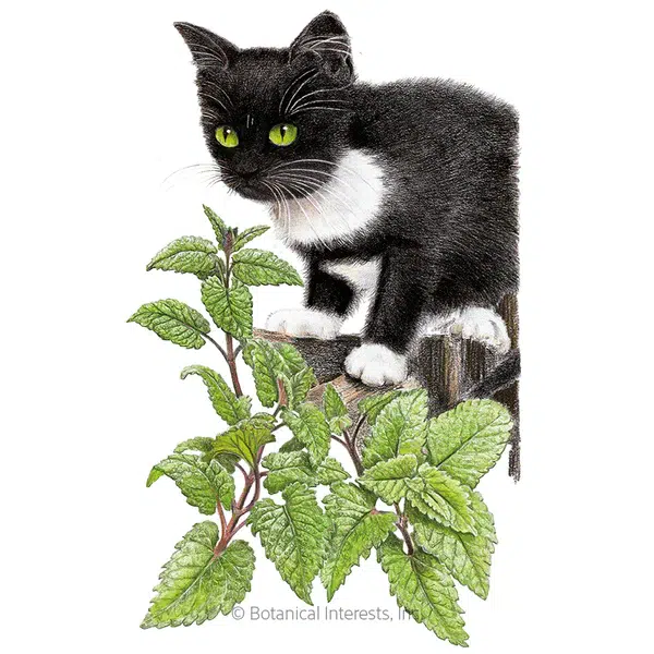 Catnip seed packet