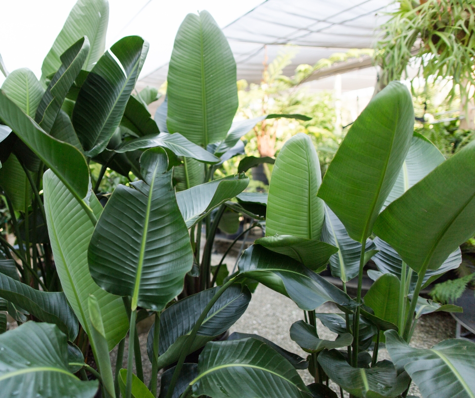 Multiple birds of paradise plants