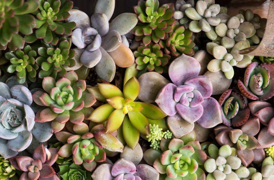 Cacti & Succulents for Sale - Louisiana Nursery Baton Rouge