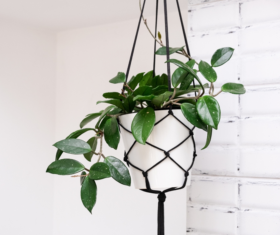 Hoya plant handing in white pot