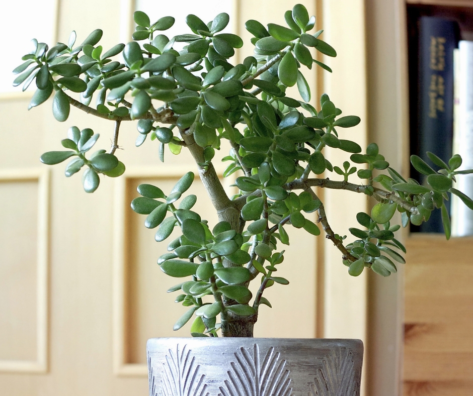 Potted Jade plant in ceramic pot