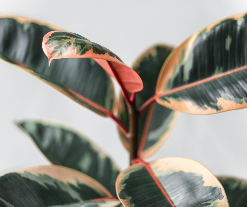 Variegated foliage of the rubber plant