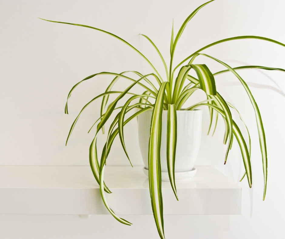 Spider plant in white pot