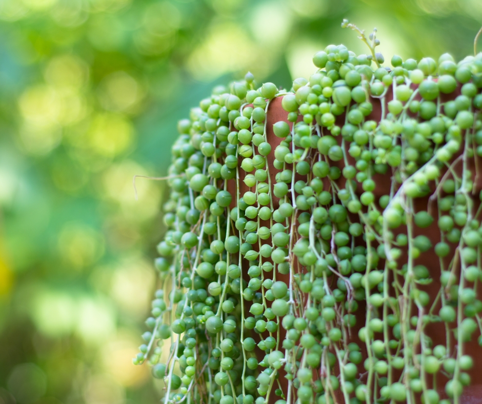 Closeup shot of string of pearls