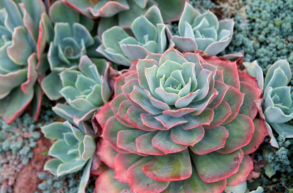various Echeveria succulents in hues of blue and green, with vibrant reds at the margins