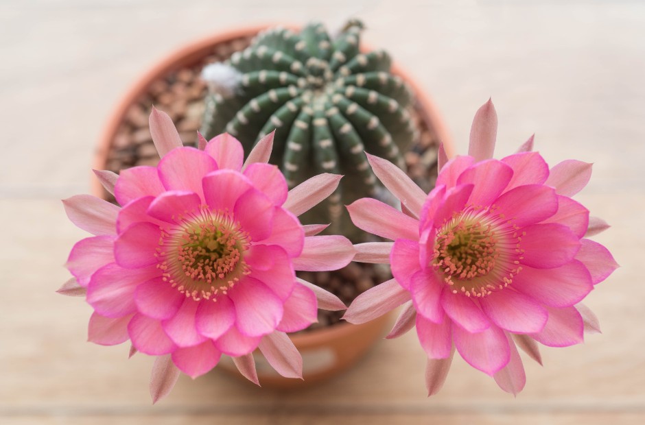 Echinopsis cactus with large pink blooms contrasting its dark green body