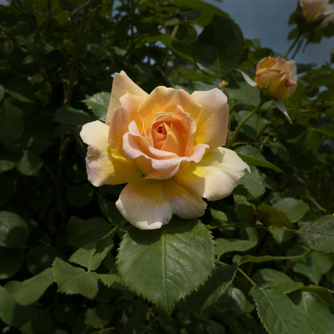 Modern Traditional Roses Modern Roses: Types, Pruning & Care - Louisiana Nursery