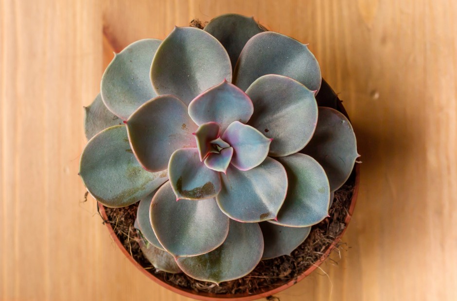 Graptopetalum paraguayense succulent, a beautiful rosette forming plant with many colors to choose from