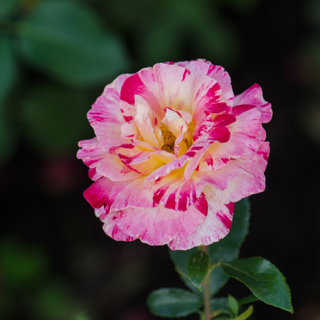 Modern Traditional Roses Modern Roses: Types, Pruning & Care - Louisiana Nursery