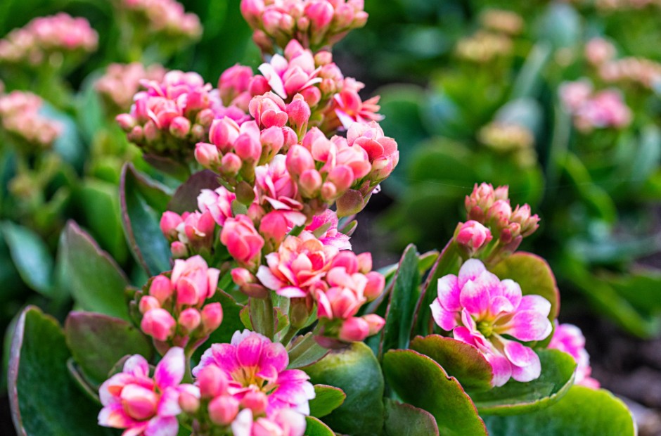 Pink-blooming Kalanchoe succulent flowers
