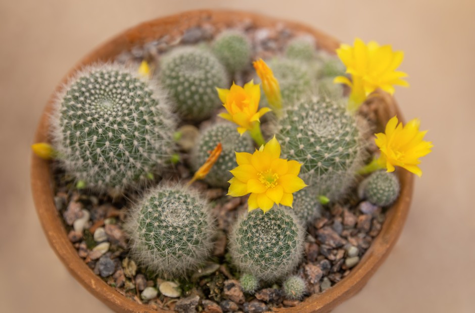 Rebutia Cactus grouping in a terra cotta pot with yellow flowers