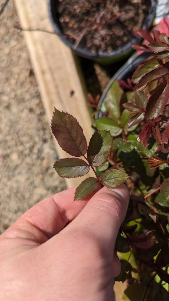 Rose 5-leaflet, an example of where to prune above to encourage new blooms or reblooms on a rose plant