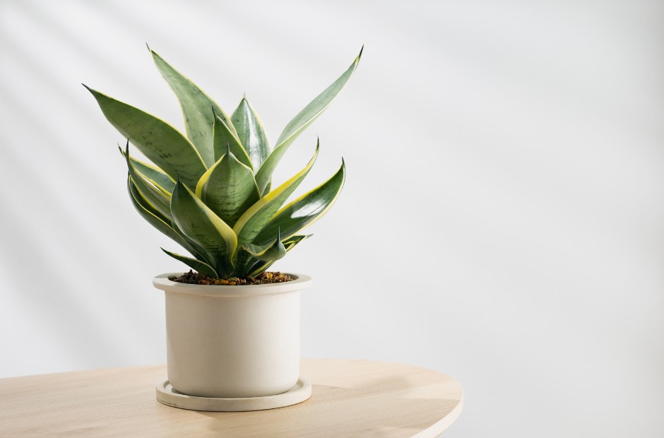 Sansevieria "Snake Plant" with a yellow leaf margin variegation sitting in a decorative pot