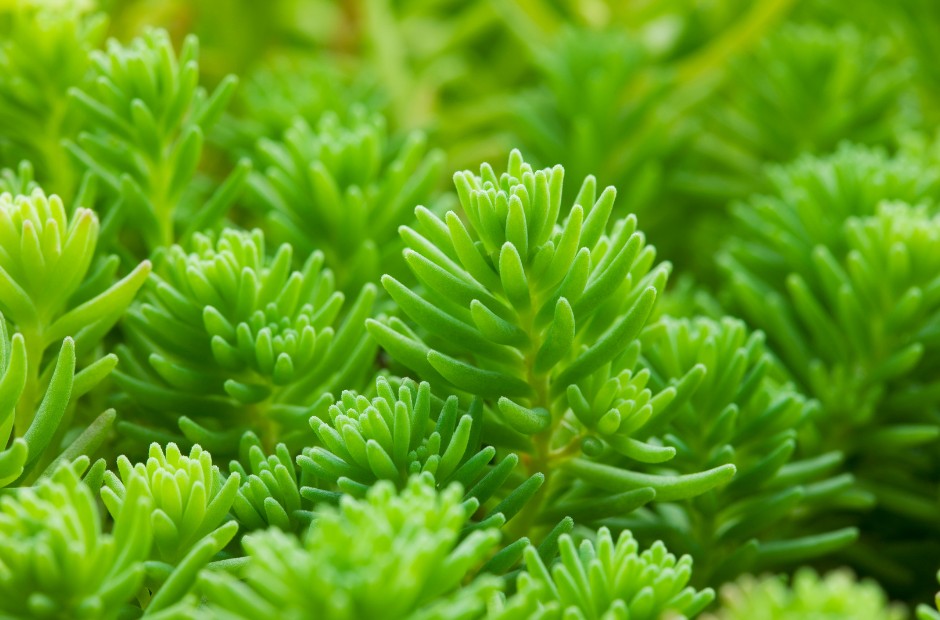 Macro photo of Sedum succulent