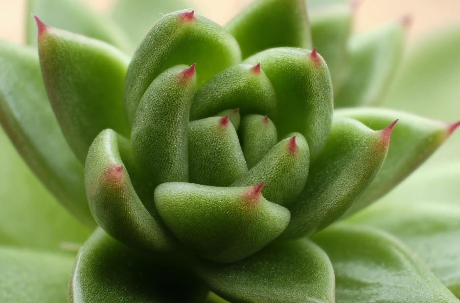Green Sempervivum succulent macro photo with special attention to soft green leaves and vibrantly red, pointed ends