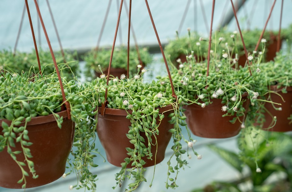 String of pearls, string of bananas, in faux-terra cotta hanging baskets.