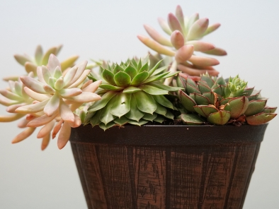 Assorted Succulents in a wooden barrel pot
