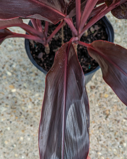 Auntie Lou Cordyline Leaf