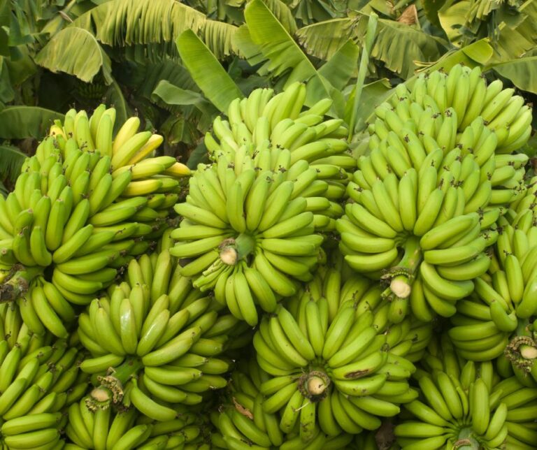 Banana Plants for Sale - Louisiana Nursery Baton Rouge