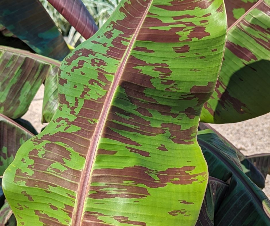 Our Banana Plant for Sale | Louisiana Nursery